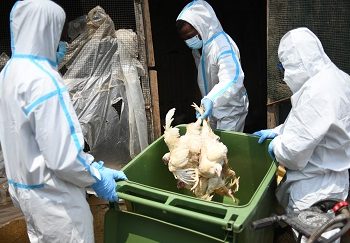Public Alerted about Outbreak of Avian Influenza in Western Region