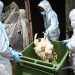 Public Alerted about Outbreak of Avian Influenza in Western Region Public Alerted about Outbreak of Avian Influenza in Western Region