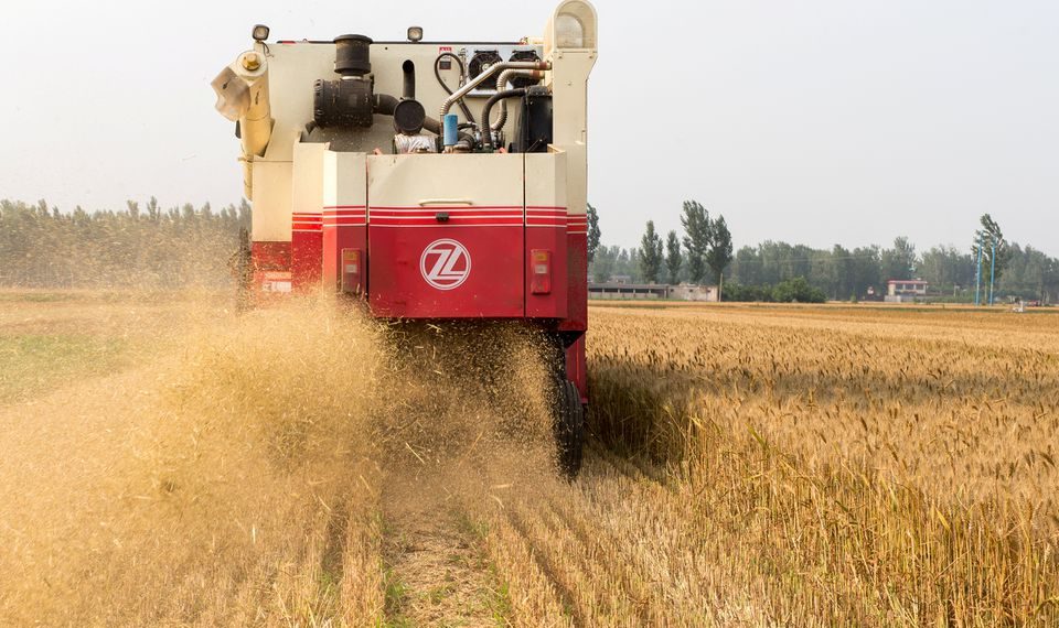 Ozone harms East Asian crops, costing  bln a year, scientists say Ozone harms East Asian crops, costing  bln a year, scientists say