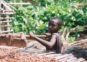 Multi-Stakeholder Partnership Required to Eliminate Child Labour – Cocoa Expert