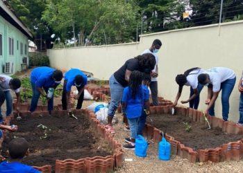 School Gardens: Choosing What to Grow, Vegetables or Herbs