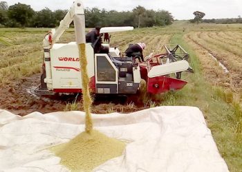 Rice Farmers obtain US million Credit Access to buy Fertiliser