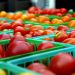 Prices of Tomatoes Likely to Increase Over Burkina Faso Border Closure – Dumelo Predicts Prices of Tomatoes Likely to Increase Over Burkina Faso Border Closure – Dumelo Predicts