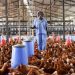 Subsidize Poultry Feed to Prevent Sector’s Retardation – Poultry Farmers Subsidize Poultry Feed to Prevent Sector’s Retardation – Poultry Farmers