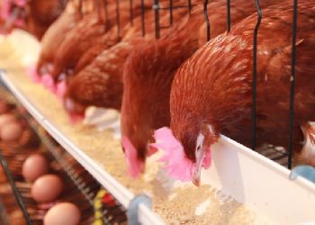 Poultry Farmers appeal for Government Subsidy on Imported Feeds