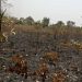 Torgbui Kope farmer loses 120 acres of cashew to bushfire in Krachi East