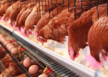 Bird Flu infests 99,744 Poultry in Central Region