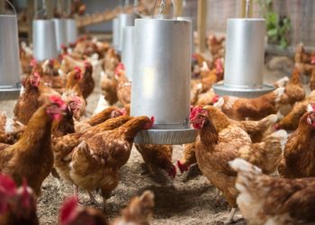 US Poultry Giant Tyson using Land ‘Twice the Size of New Jersey’ for Animal Feed, Study says