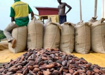 Ghana’s Graded and Sealed Cocoa Beans drop by 42% – Report