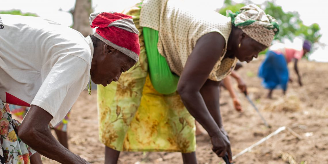 Read here how Agrihouse Foundation is improving Agri-business in Ghana Read here how Agrihouse Foundation is improving Agri-business in Ghana