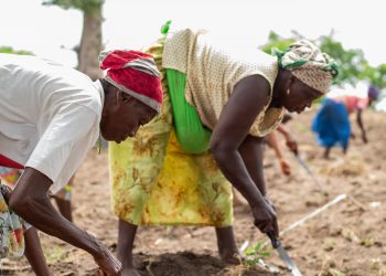 Read here how Agrihouse Foundation is improving Agri-business in Ghana