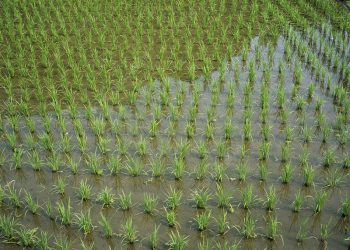 Rice Yield in Upper East Region Drops Due to Shortage of Fertilizer