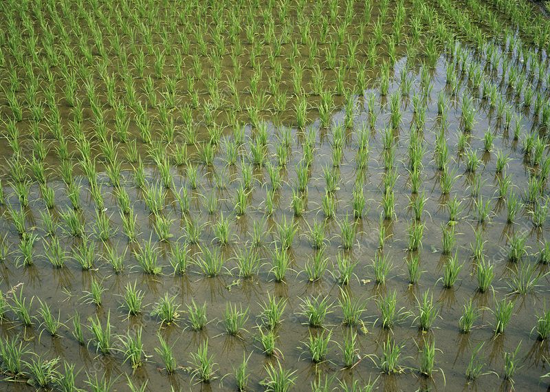 Rice Yield in Upper East Region Drops Due to Shortage of Fertilizer Rice Yield in Upper East Region Drops Due to Shortage of Fertilizer