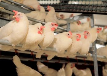 Highly Lethal Bird Flu found in Ky. and Va. Flocks, Raising Fear of Wider Outbreak in Poultry Farms