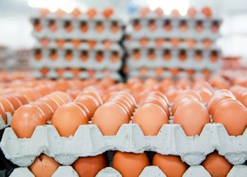 Price of eggs increase by 10% effective March 14 – Poultry Farmers Association