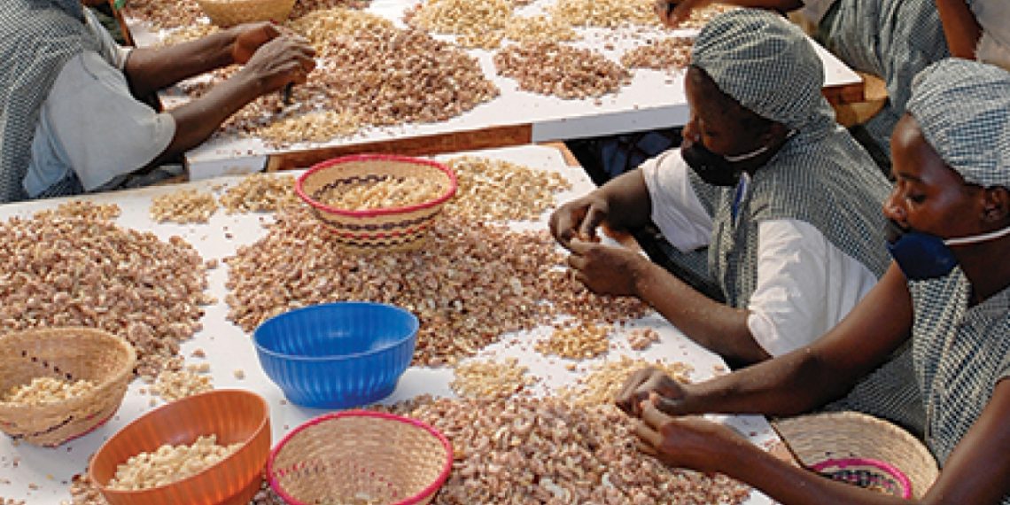 Tree Crops Authority to ‘Protect’ Cashew Processing Factories