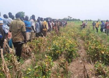 CSIR – SARI Develops Technology to Increase Yield of Legumes