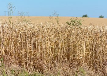 Hot Weather Threatens Cereal Production in France