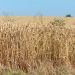 Hot Weather Threatens Cereal Production in France
