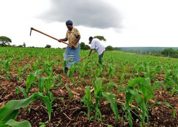 Africa requires commercial agriculture to address food insecurity – SAPIP