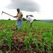 Africa requires commercial agriculture to address food insecurity – SAPIP Africa requires commercial agriculture to address food insecurity – SAPIP