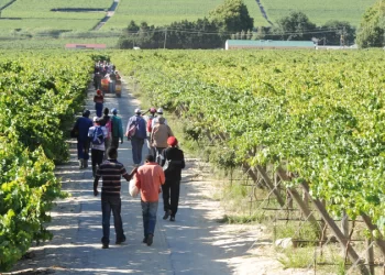 Western Cape launches Africa Agriculture Strategy