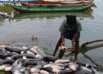 Over 10m Nigerians engaged in fishing activities – Government