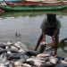 Over 10m Nigerians engaged in fishing activities – Government Over 10m Nigerians engaged in fishing activities – Government