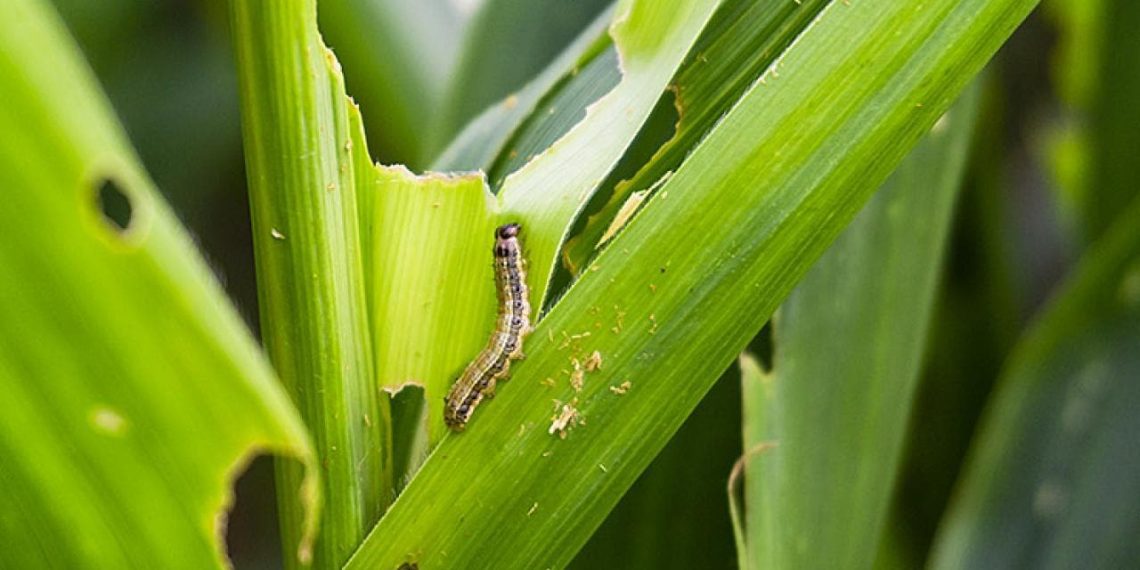 Fall Armyworm Costs Ghana 7m Loss – CSIR-CRI Fall Armyworm Costs Ghana 7m Loss – CSIR-CRI