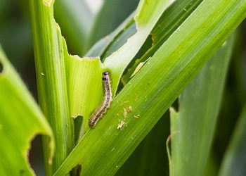 Fall Armyworm Costs Ghana 7m Loss – CSIR-CRI