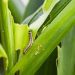 Fall Armyworm Costs Ghana 7m Loss – CSIR-CRI Fall Armyworm Costs Ghana 7m Loss – CSIR-CRI