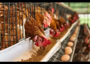 Dumping of Imported Chicken Heralds GITC Crunch Meeting