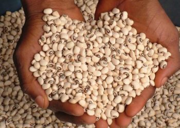 Nat’l Biosafety Authority Approves First GM Crop