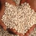 Nat’l Biosafety Authority Approves First GM Crop Nat’l Biosafety Authority Approves First GM Crop