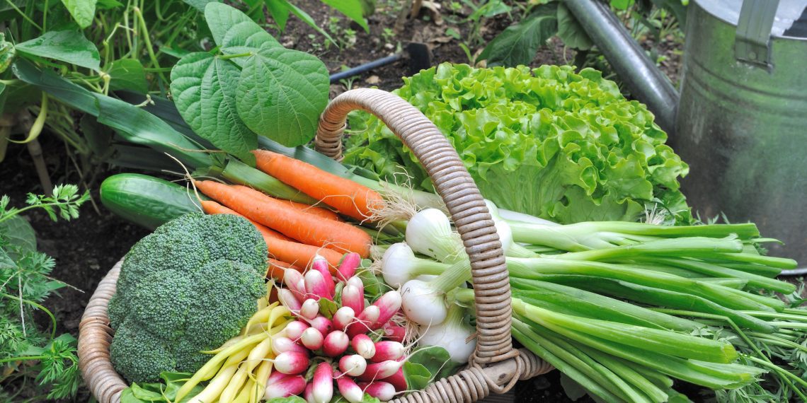 Driving Nutrition and Food Security with Backyard Gardens Driving Nutrition and Food Security with Backyard Gardens