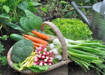 Driving Nutrition and Food Security with Backyard Gardens