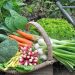 Driving Nutrition and Food Security with Backyard Gardens Driving Nutrition and Food Security with Backyard Gardens