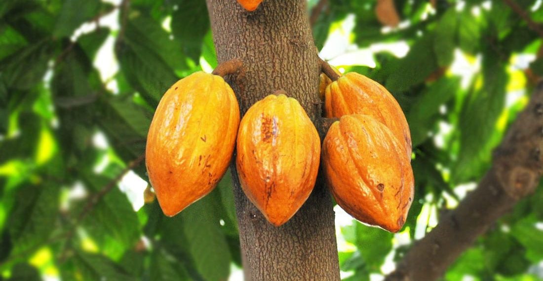 Unscrupulous Persons Diverting Cocoa Fertilizers and Agri-Inputs – COCOBOD