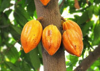 Unscrupulous Persons Diverting Cocoa Fertilizers and Agri-Inputs – COCOBOD