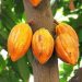 Unscrupulous Persons Diverting Cocoa Fertilizers and Agri-Inputs – COCOBOD