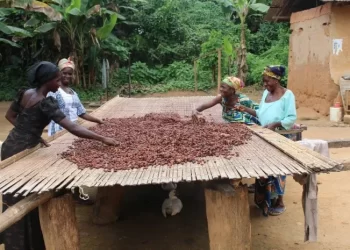 Let the Producer Price Review Committee do its job – Cocoa Buyers’ Association