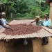 Let the Producer Price Review Committee do its job – Cocoa Buyers’ Association Let the Producer Price Review Committee do its job – Cocoa Buyers’ Association