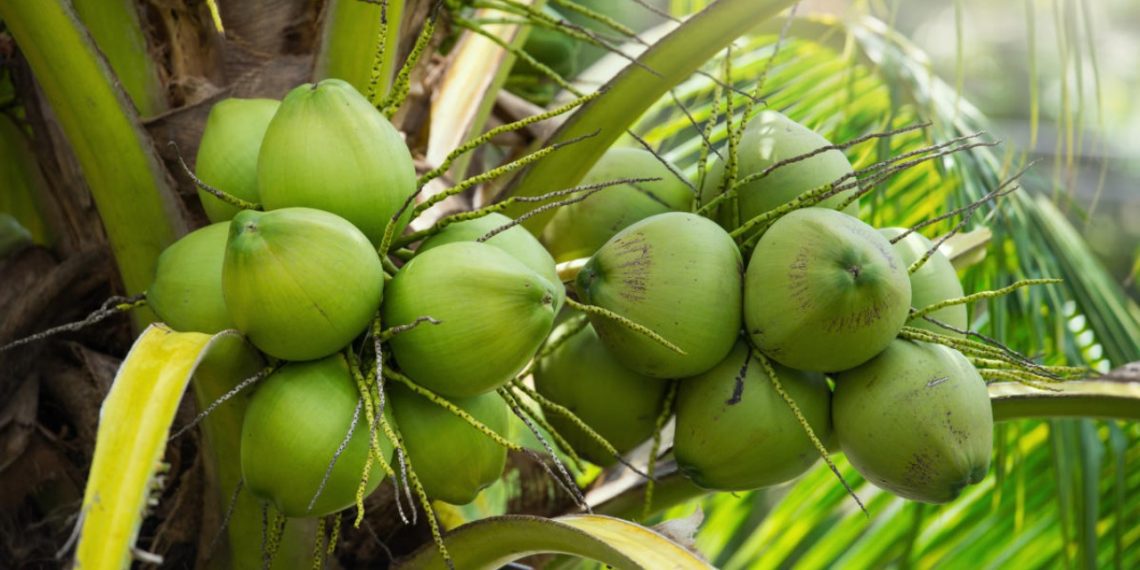 GEPA targets US.8bn Annually from Coconut Exports