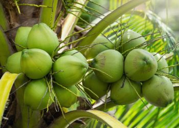 GEPA targets US.8bn Annually from Coconut Exports