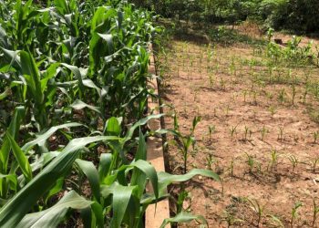 Adopt Conservation Agriculture to Improve Food Productivity – Dr Kofi Boa