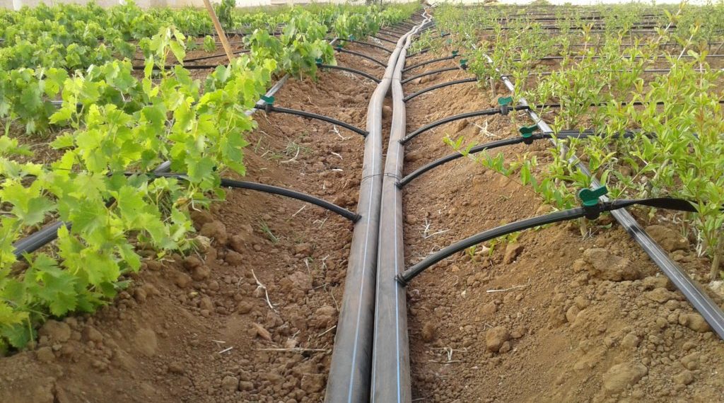 Demeter Leads Farmer Apprenticeship Sessions at 12th Pre-harvest Demeter Leads Farmer Apprenticeship Sessions at 12th Pre-harvest