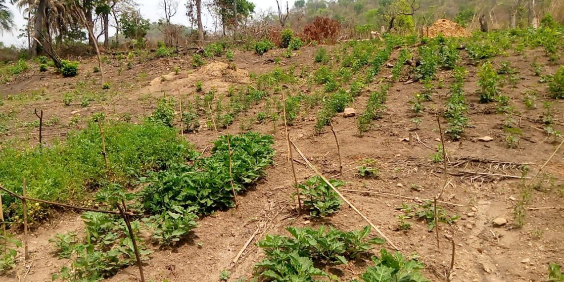 Nkwanta North District: Farmer’s Lament Over High Price Of Argo Chemicals Nkwanta North District: Farmer’s Lament Over High Price Of Argo Chemicals