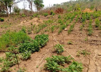 Nkwanta North District: Farmer’s Lament Over High Price Of Argo Chemicals