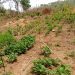 Nkwanta North District: Farmer’s Lament Over High Price Of Argo Chemicals Nkwanta North District: Farmer’s Lament Over High Price Of Argo Chemicals