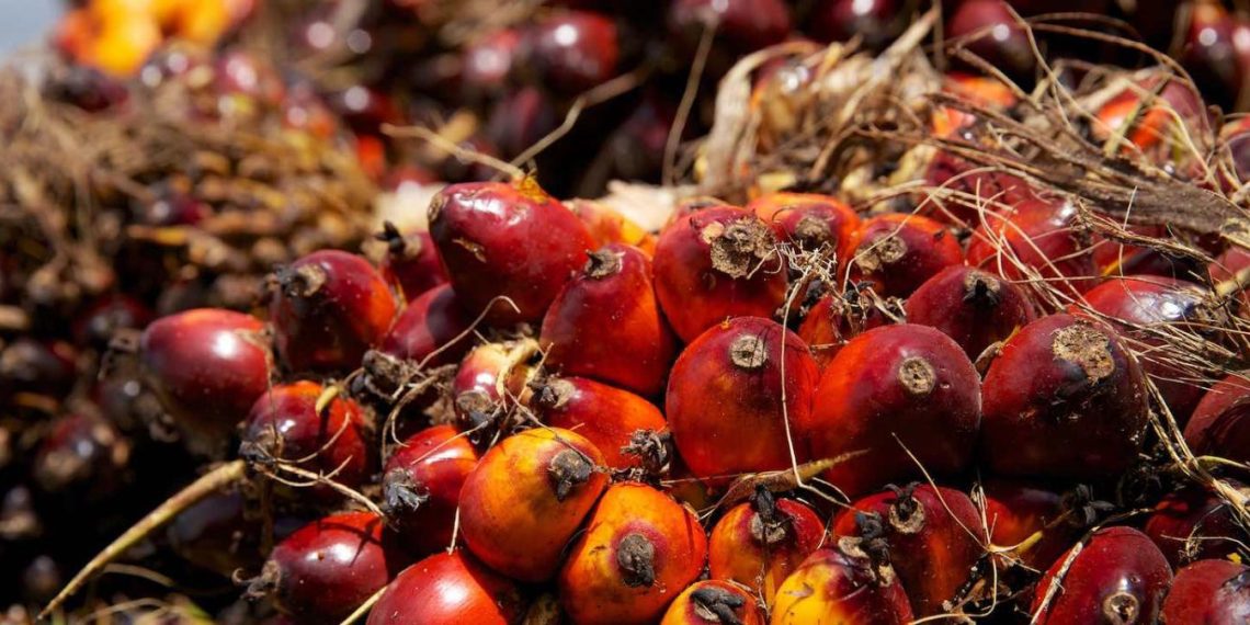 India Seen Coping with Indonesia Curbs on Palm Oil Exports India Seen Coping with Indonesia Curbs on Palm Oil Exports